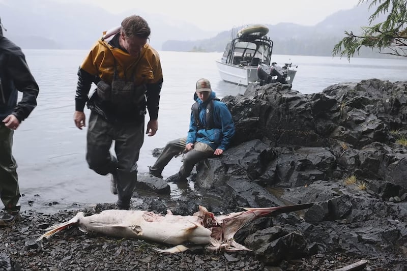 What is a six-foot swordfish doing in B.C.? El Niño may hold the answer