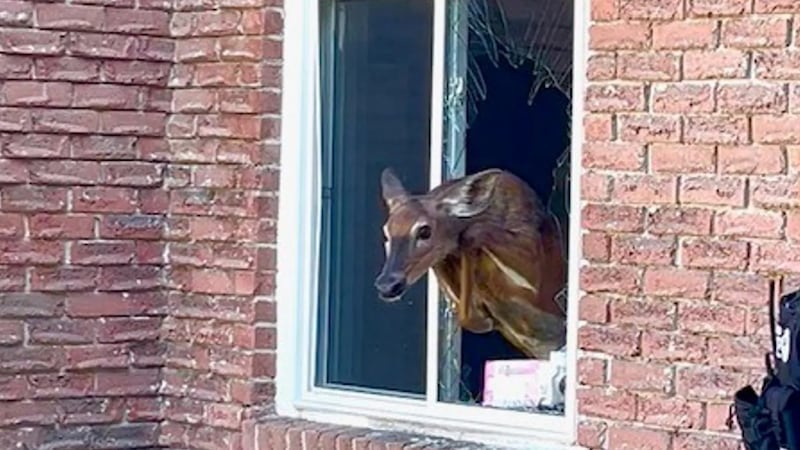 Owen Sound residents awakened by deer crashing through window: Police