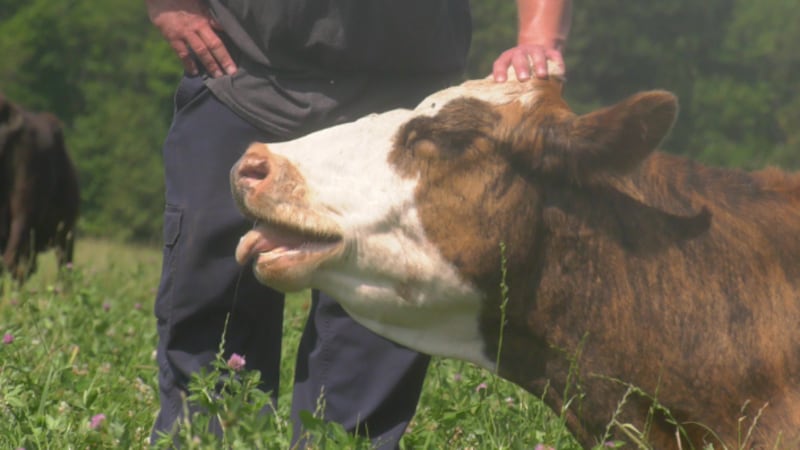 These farmers are hoping cows will create healthier soil for potatoes. But will it work?
