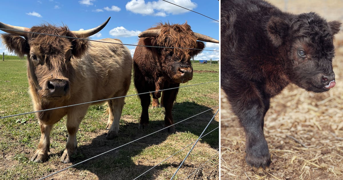 Baby born to miniature Highland cow couple a year after viral wedding