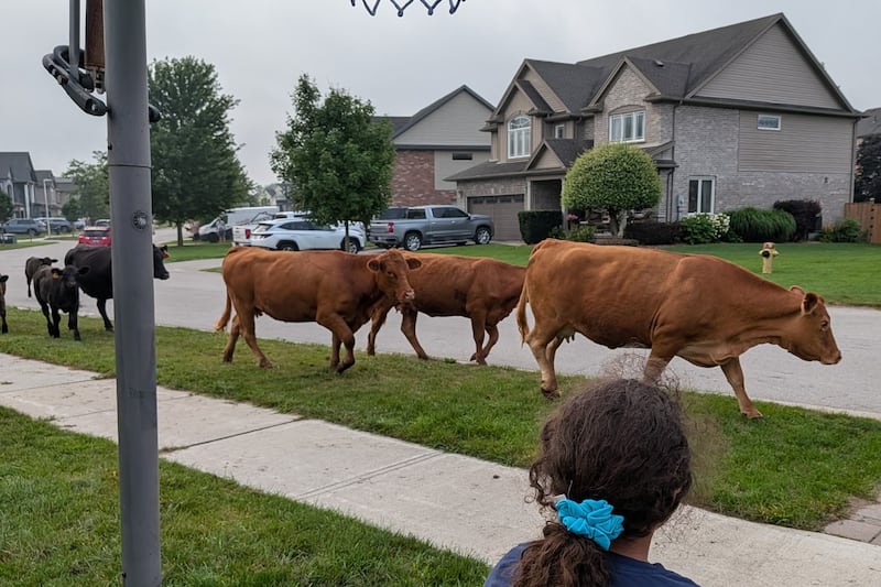 ‘Cow parade’ seen on the streets of Komoka, Ont.