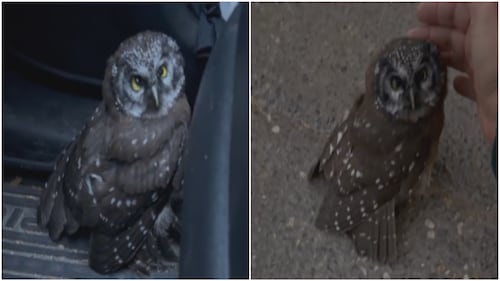 ‘I couldn’t bear the thought of leaving it there’: Couple rescues injured owl with community’s help