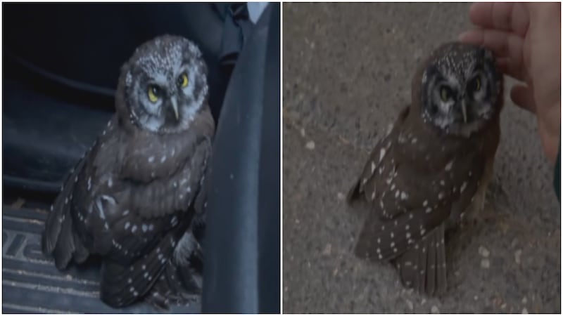 ‘I couldn’t bear the thought of leaving it there’: Couple rescues injured owl with community’s help