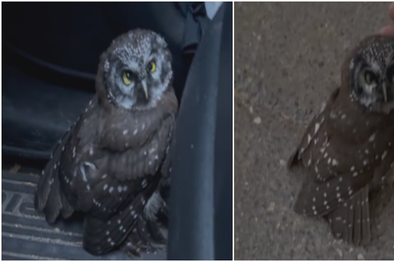 ‘I couldn’t bear the thought of leaving it there’: Couple rescues injured owl with community’s help
