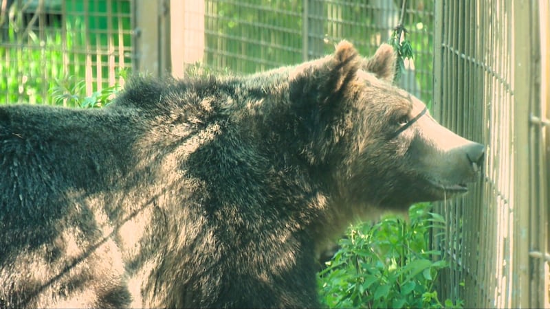 Calgary Zoo unveils new grizzly cubs