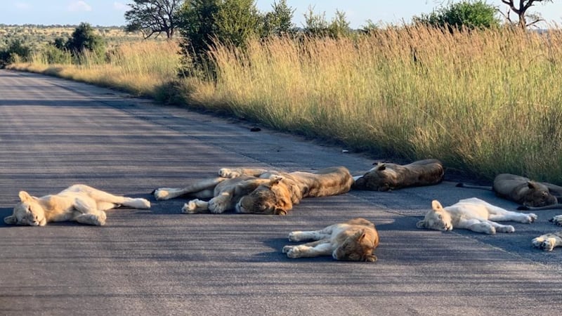 Tourists killed in South Africa national park, authorities say