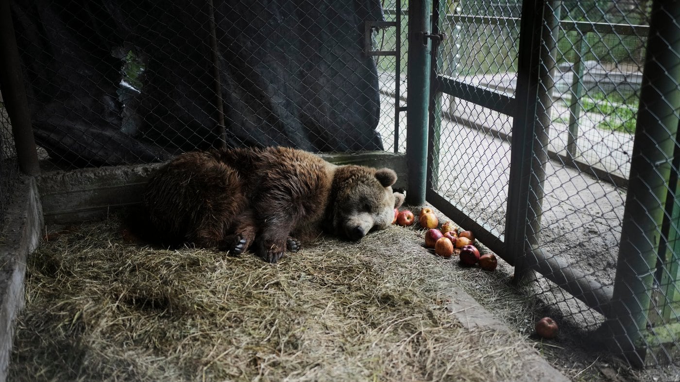 Recusing Stranded Animals Stranded animals rescued at shuttered Argentinian zoo