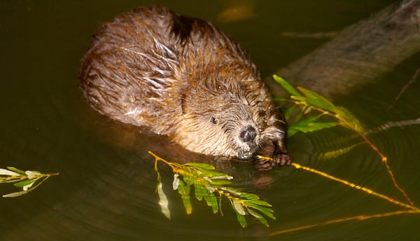 Beavers could help prevent wildfires, researchers say