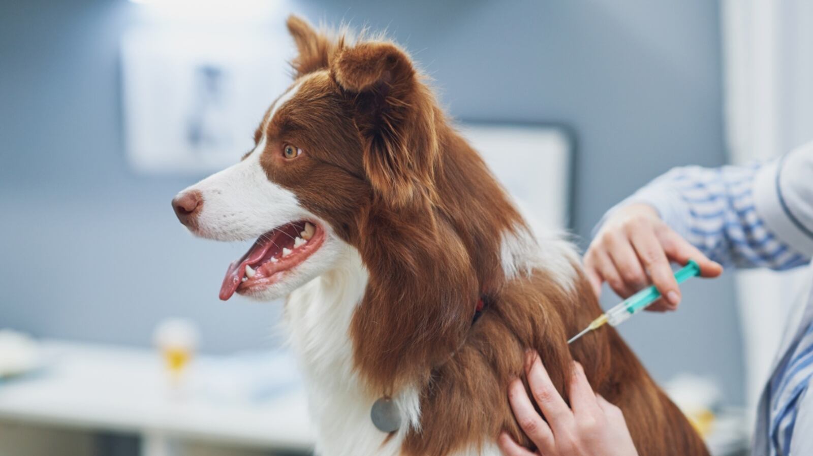 Dog Getting Rabies Huron Perth Public Health to offer low-cost rabies vaccine clinics