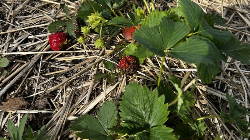 ‘We’ve never seen rain like this’: Manitoba strawberry farm devastated by storms