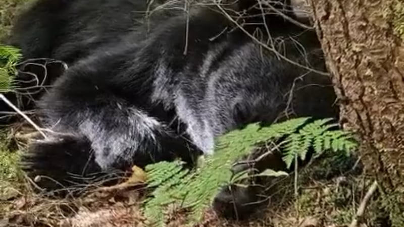 Why a local animal sanctuary tracked down this black bear