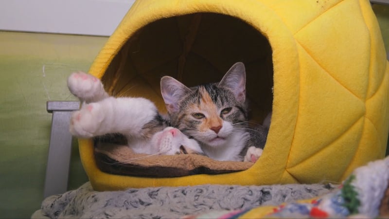 ‘30 to 40 Calls a Day’: Winnipeg Animal Shelters freeze new animal admissions