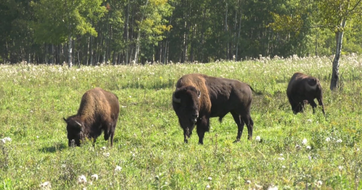 Bison Loop Road reopens at Elk Island, rest of park remains closed due to flooding