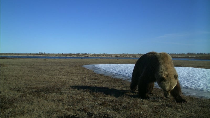 Man dies after encounter with bear near air strip in northern Saskatchewan