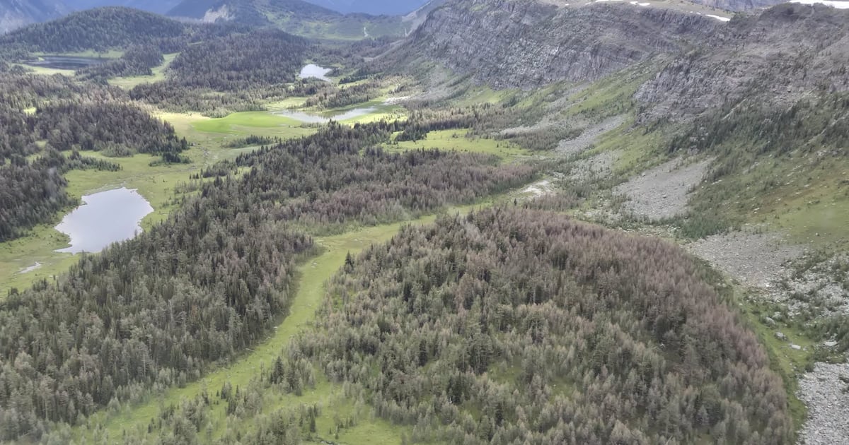 Lovely larches? Maybe not this year, Parks Canada says - CTV News