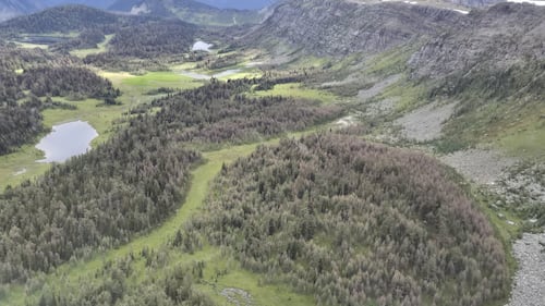 Lovely larches? Maybe not this year, Parks Canada says