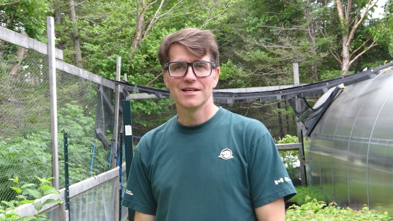 Moose ate parts of Gros Morne's forests — can 1.25 million trees save them?