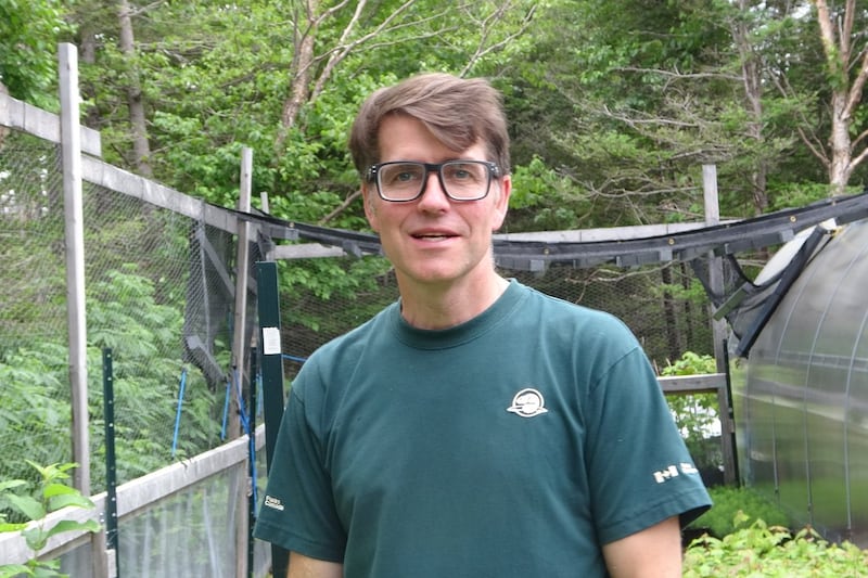 Moose ate parts of Gros Morne's forests — can 1.25 million trees save them?