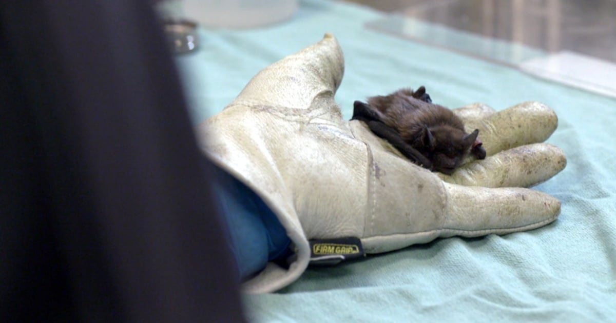 Bat Collection Cdc Stopping the next pandemic before it begins: Why Royal Ontario Museum's ...
