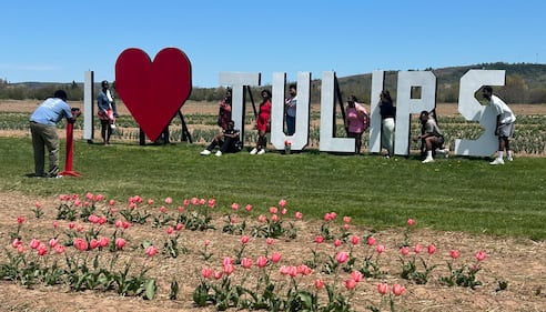 People take photos by the sign for the tulip festival at RiverBreeze Farms. (CTV/Jonathan MacInnis)