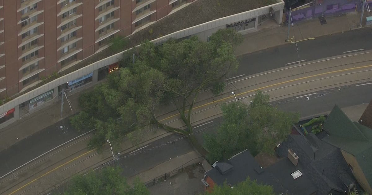 Downed tree topples power lines, streetcar wires in Toronto's downtown core