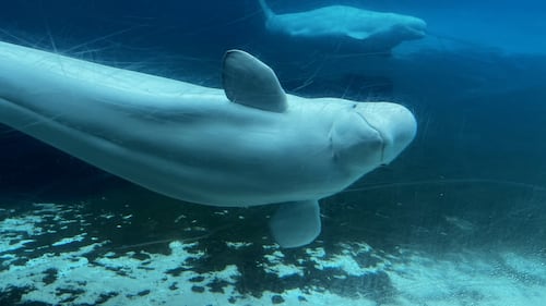 U.S. approves 'emergency rescue' plan to import Marineland's whales and dolphins