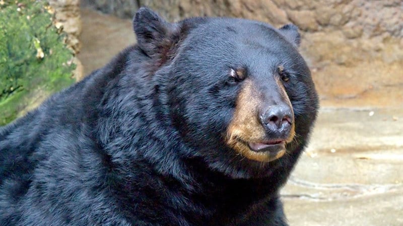 Northwestern Ont. police report increase in bear sightings