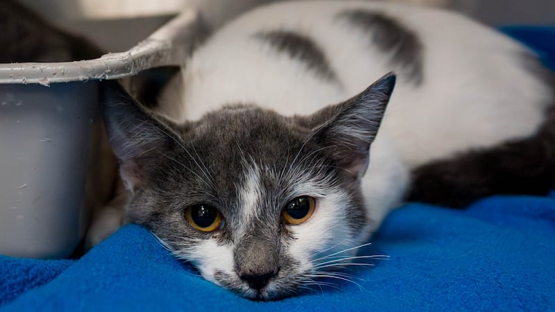 How Much is Cat Adoption at Spca: Affordable Pet Ownership Guide