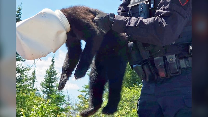 Northwestern Ont. police save bear cub whose head was stuck in a jug