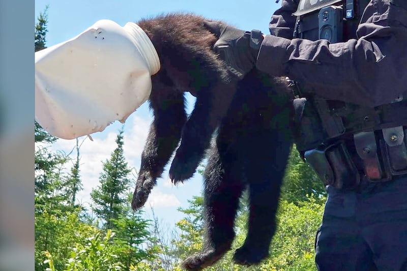 Northwestern Ont. police save bear cub whose head was stuck in a jug