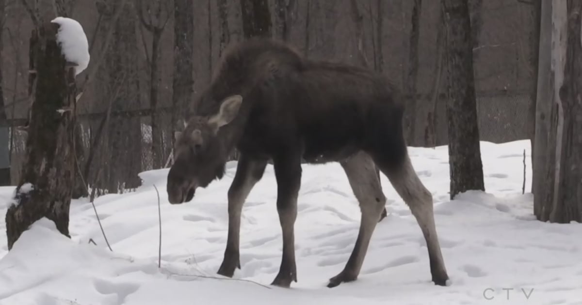 Young moose found struggling in neighbourhood faces uncertain recovery