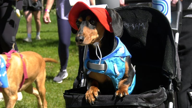 Dogs take over North Glenmore Park at 25th Dog Jog