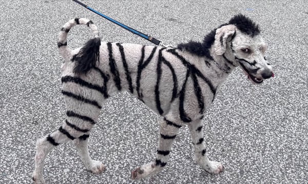 Is it a zebra? Is it a dog? Meet LaSalle Ont.’s newest star, raising awareness one stripe at a time