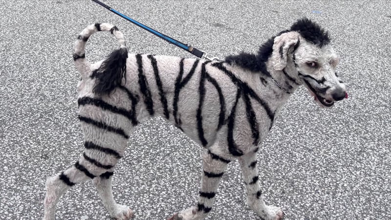 Is it a zebra? Is it a dog? Meet LaSalle Ont.’s newest star, raising awareness one stripe at a time