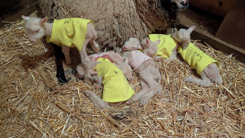 Farmers in Vermont expected a sheep to have twins. She ended up having rare sextuplets