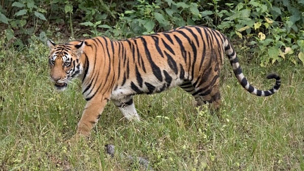 The Wildcat Sanctuary