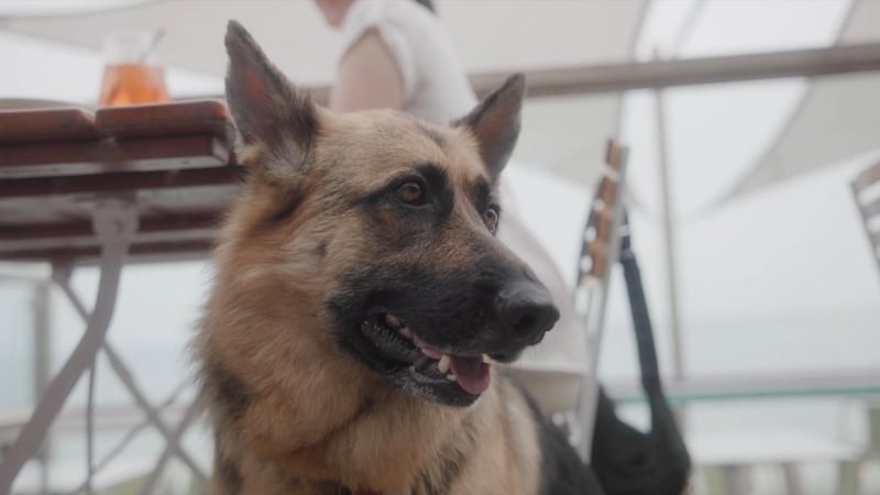 Dog-friendly travel