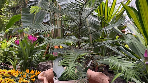 Regina Floral Conservatory. Oct. 2, 2026. (Gareth Dillistone/CTV News)