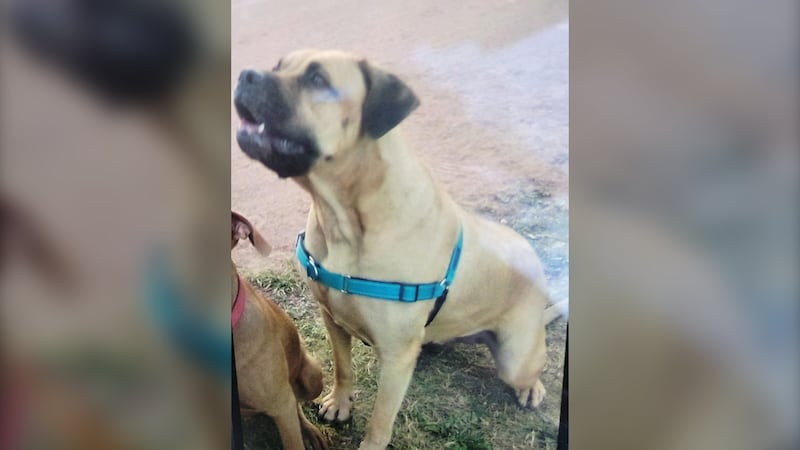 Owner pepper sprayed, dog stolen in downtown armed robbery: WPS