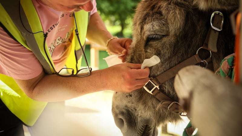 Patients find help with therapy donkeys at psychiatric hospital near Paris