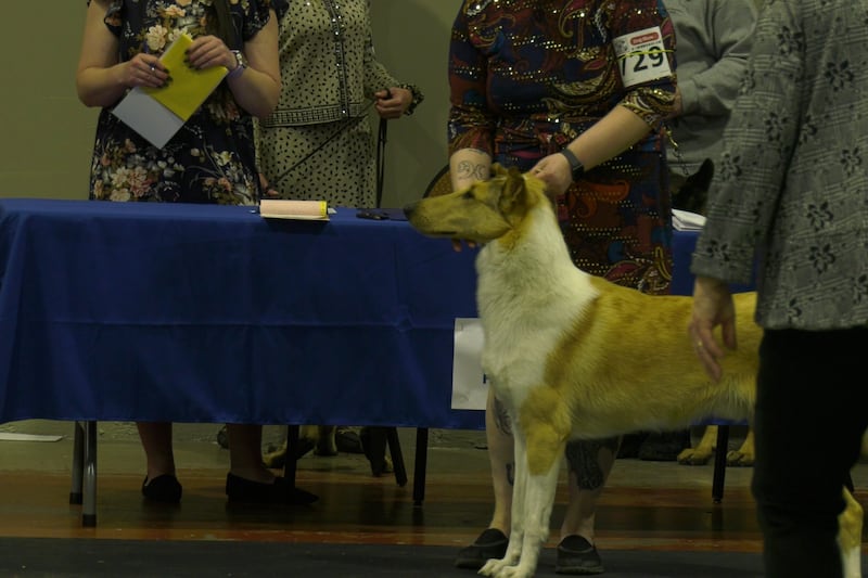 Regina dog show