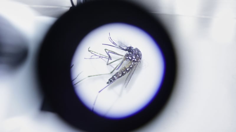 Google wants to release millions of lab-raised mosquitoes