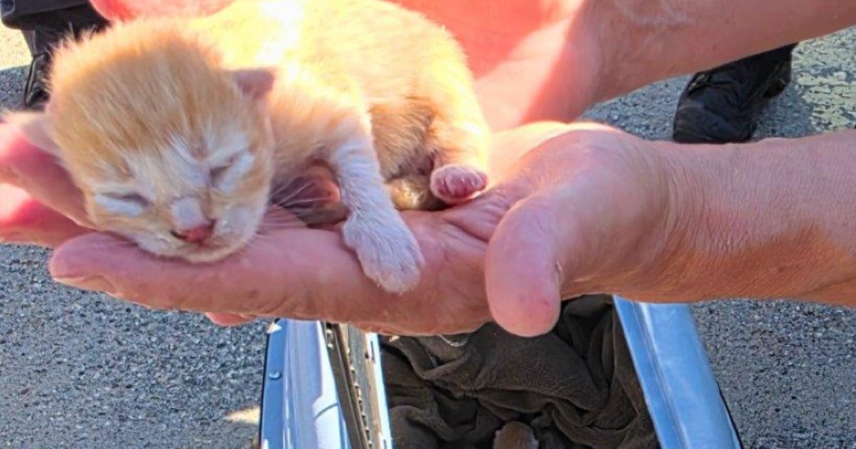 North Bay OPP finds 5-day-old kittens under cruiser