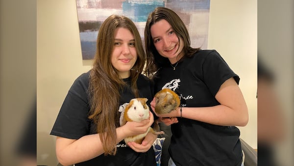 New operators of N.S. guinea pig rescue say shelter need never stops