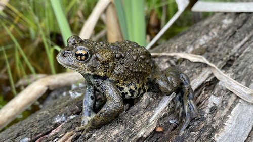 ‘Very unusual:’ Scientists discover toad found only in Canada