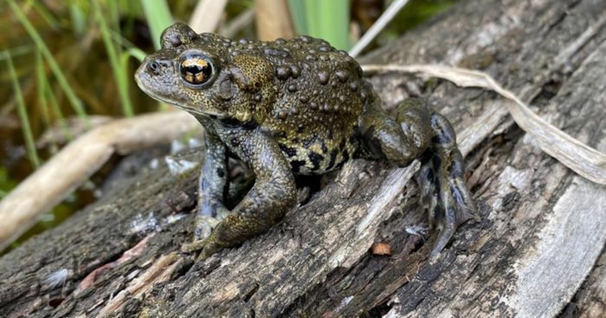 ‘Very unusual:’ Scientists discover toad found only in Canada