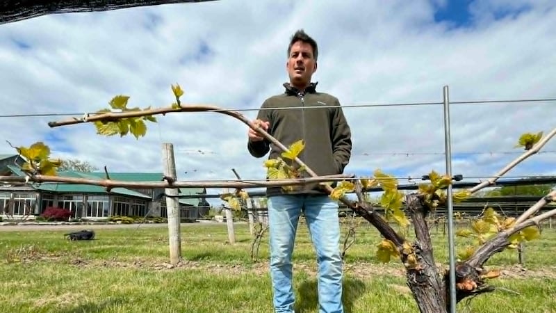 Essex County winery says interprovincial barriers continue to limit Canadian wine sales
