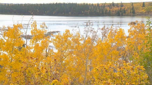 Fall colours in Calgary, as seen on Oct. 2, 2026