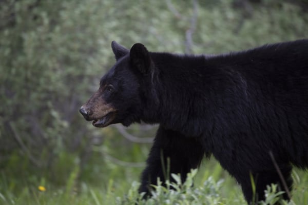 Black bear killed after breaking into vehicles and tent at B.C. campground