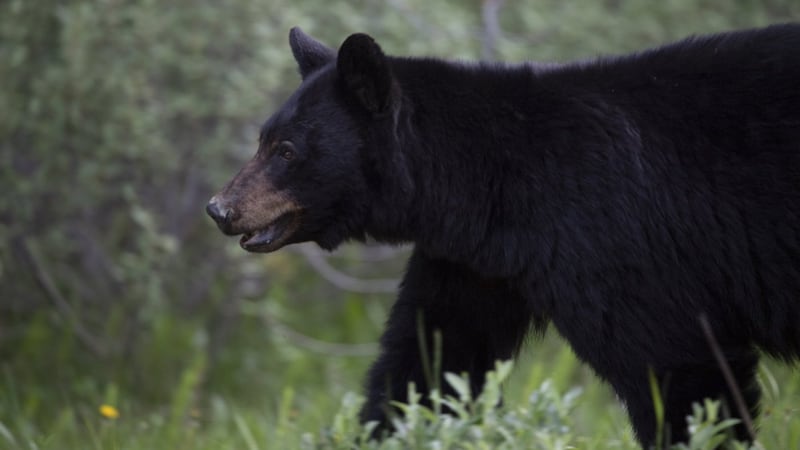 ‘Aggressive’ black bear killed in Golden Ears Provincial Park